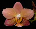Phal. Cinnamon Gold 'Orchidheights'
